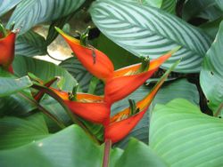 Heliconia stricta - auth-Huber - desc-flower - from-DC1.jpg