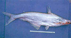 Helicophagus wandersii.jpg