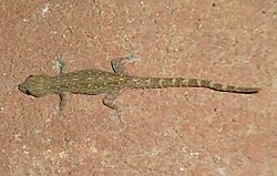Hemidactylus garnotii - Mindanao, Philippines 5.jpg