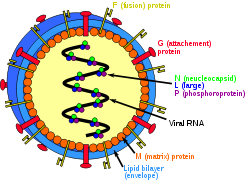 Henipavirus structure.svg
