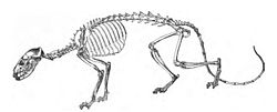 Hesperocyon skeleton.jpg