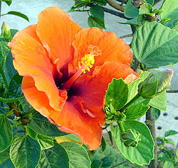 Hibiscus india.JPG
