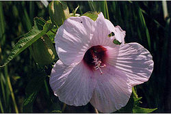 Hibiscus laevis.jpg