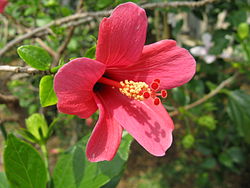 Hibiscus liliiflorus1.jpg