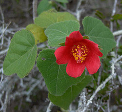 Hibiscus martianus Heart-Leaf-Hibiscus (homeredwardprice).jpg