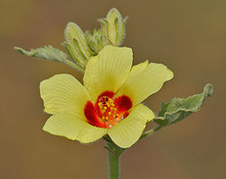 Hibiscus panduriformis in Kawal WS, AP W IMG 1648.jpg