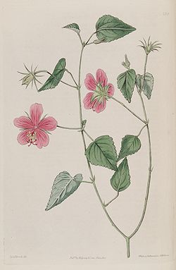 Hibiscus phoeniceus Bot. reg. 3. 230. 1817.jpg