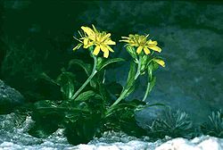Hieracium lucidum.jpg