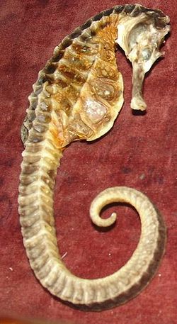 Hippocampus abdominalis by Zureks.jpg