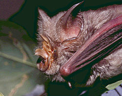 Hipposideros caffer.jpg