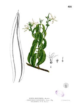 Holarrhena pubescens Blanco2.428.jpg