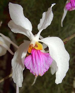 Holcoglossum kimballianum Orchi 04.jpg