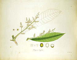 Holigarna longifolia.jpg