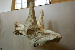 Honanotherium schlosseri.jpg