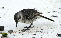 Hood Mockingbird (Nesomimus macdonaldi) -on ground.jpg