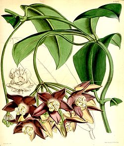 Hoya imperialis.jpg