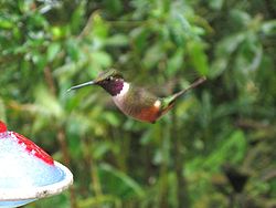 Hummingbird5.jpg