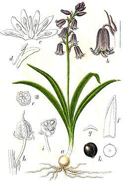 Hyacinthoides non-scripta Sturm39.jpg
