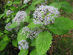 Hydrangea hirta 0805.JPG