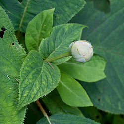 Hydrangea involucrata 01.jpg