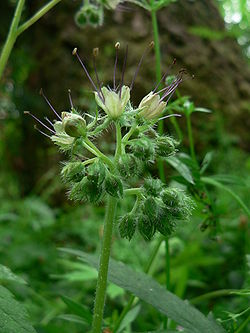 Hydrophyllum tenuipes 11186.JPG