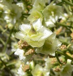 Hymenoclea salsola flowers.jpg