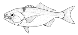 Hyperoglyphe antarctica (Antarctic butterfish).gif