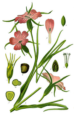 Illustration Agrostemma githago1.jpg