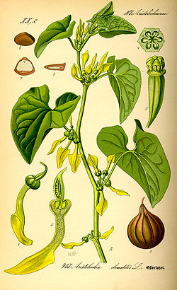 Illustration Aristolochia clematitis0.jpg