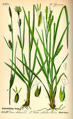 Illustration Carex sylvatica0.jpg
