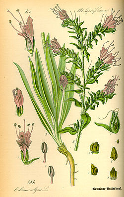 Illustration Echium vulgare0.jpg