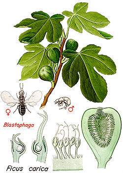 Illustration Ficus carica 1.jpg
