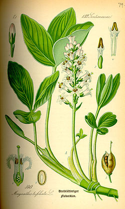 Illustration Menyanthes trifoliata0.jpg