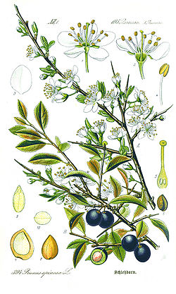 Illustration Prunus spinosa1.jpg