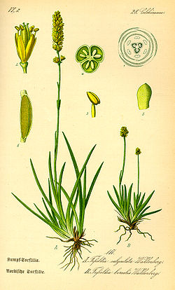 Illustration Tofieldia calyculata0.jpg