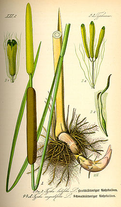 Illustration Typha latifolia0.jpg
