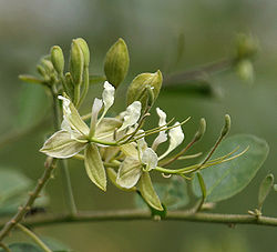Indian Cadaba (Cadaba fruticosa) flower in Hyderabad, AP W IMG 7546.jpg