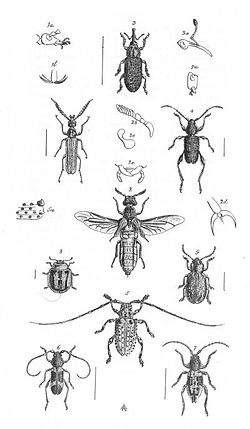 Insects Plate 2 (Discoveries in Australia).jpg
