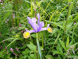 Iris-xiphium.JPG