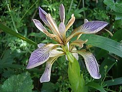 Iris foetidissima PaR.JPG