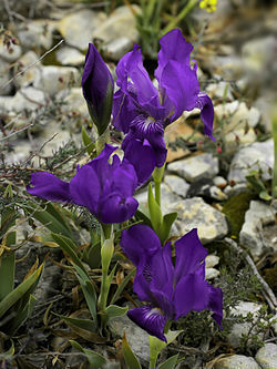 Iris lutescens (flowers).jpg