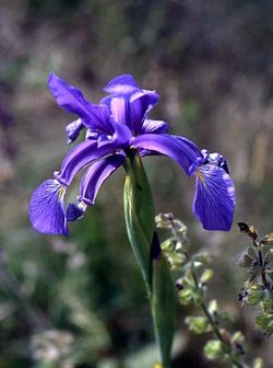 Iris spuria.jpg