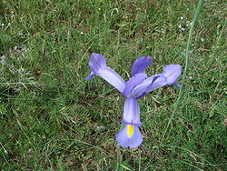 Iris xiphium.JPG