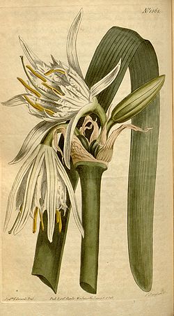 Ismene nutans (as Pancratium calathinum) 38.1561.jpg