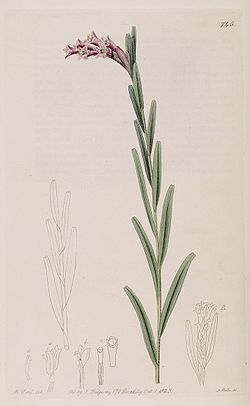 Isochilus linearis - Bot. Reg. 9 pl. 745 (1823).jpg