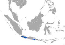 Distribución del tejón turón de Java