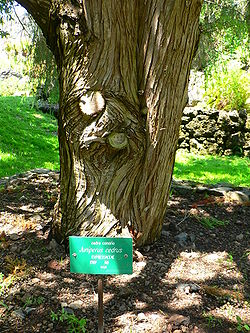 Juniperus cedrus trunk.JPG