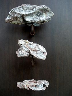 Kayentatherium.JPG