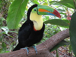 Keel-billed toucan, costa rica.jpg