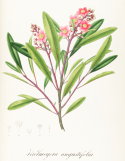 Kielmeyera angustifolia Pohl129.png